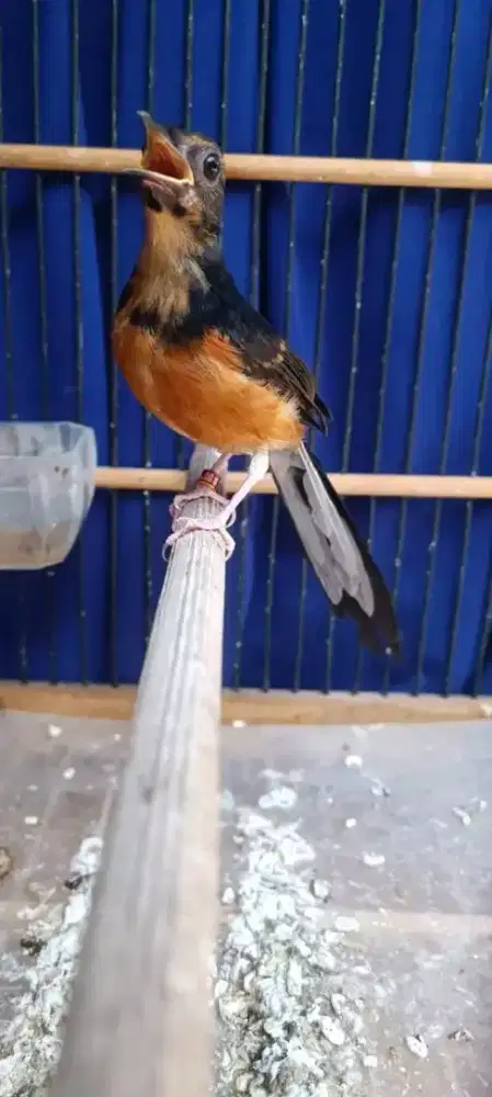 Trotol murai jantan f4 body big