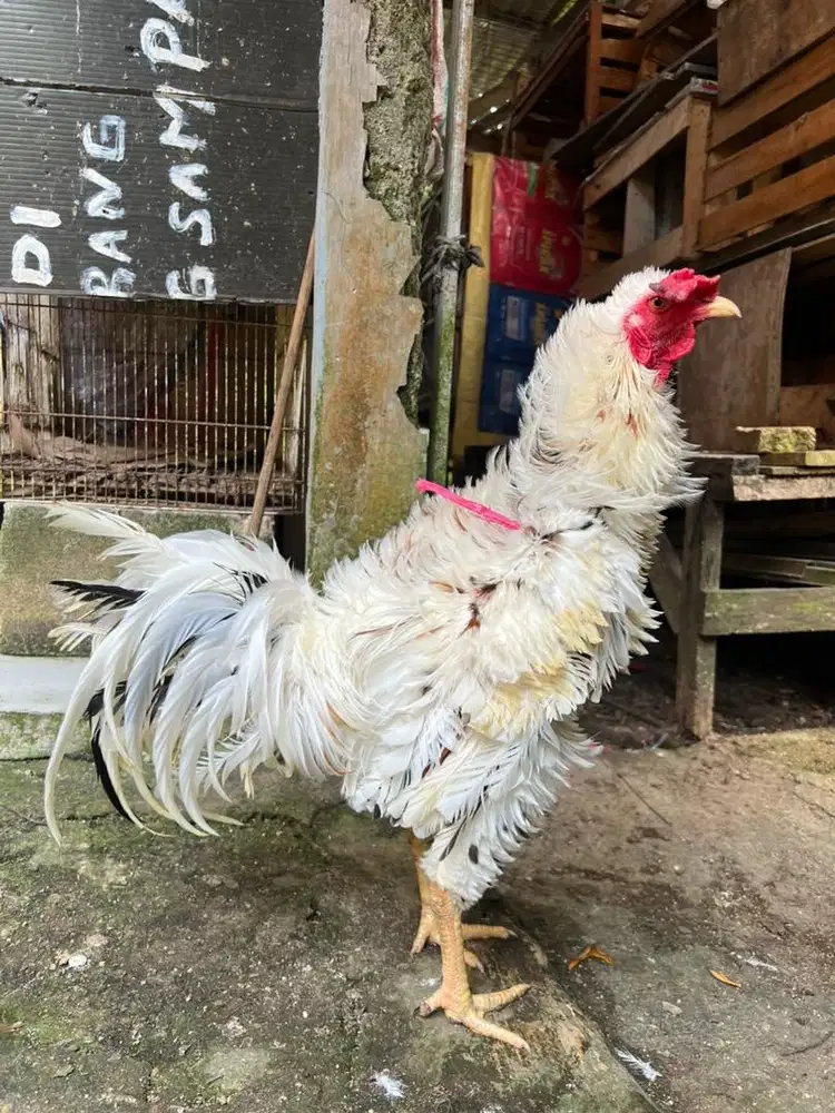 Ayam walik, ayam kriting, ayam hias