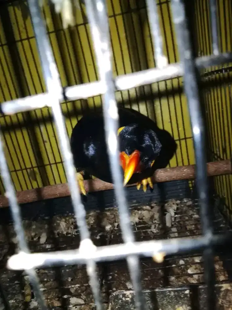 Burung jinak body bongsor