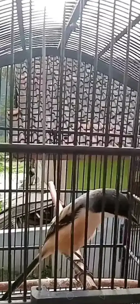 Cendet madura materi joss