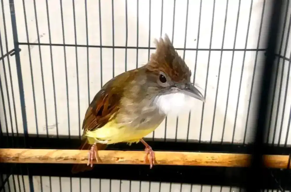 Cucak jenggot jawa mulus