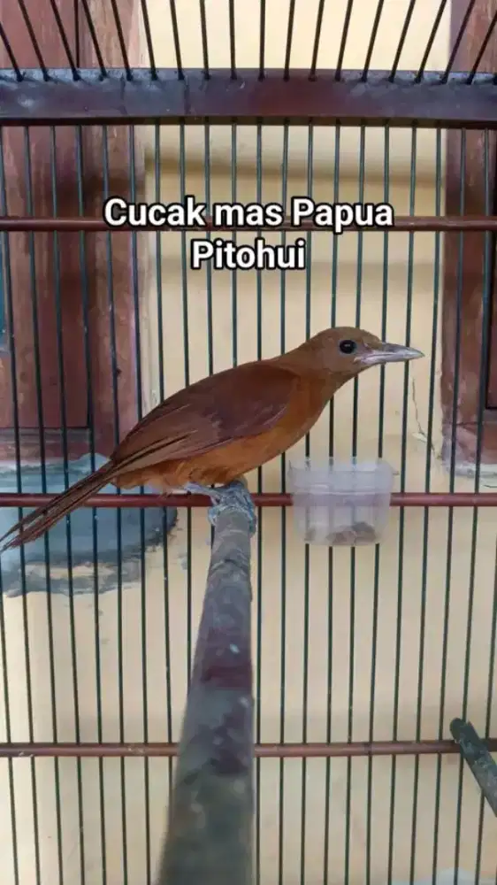 Pitohui mulus rajin