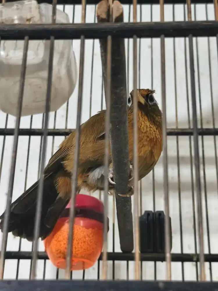 Wambi Jantan mapan minusan