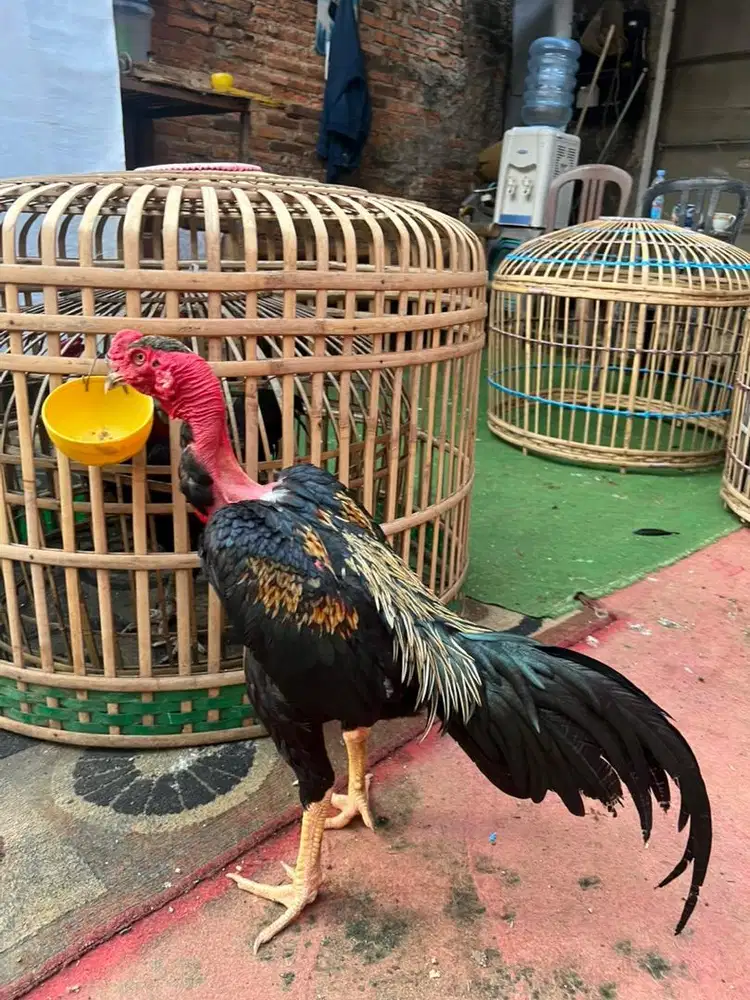 Ayam saigon, ayam botak, ayam legun, ayam adu