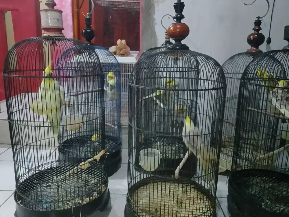 Falk 6  ekor fullset