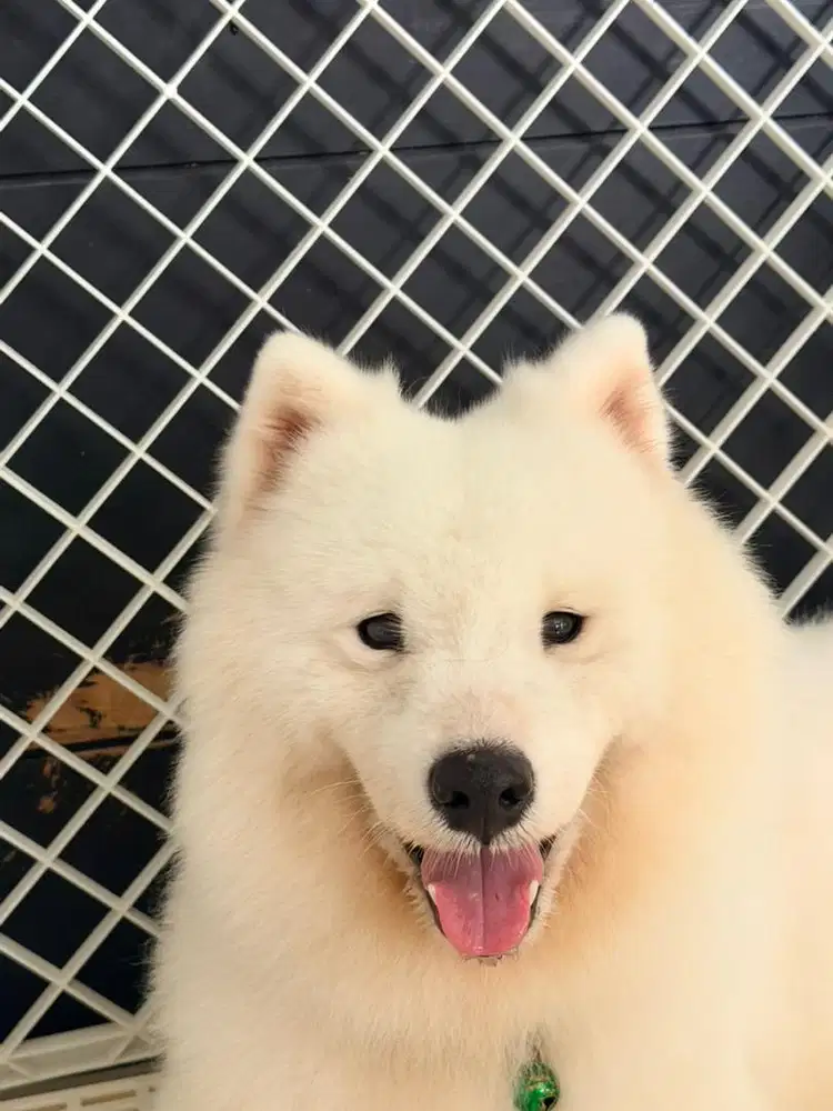 jual anjing samoyed betina