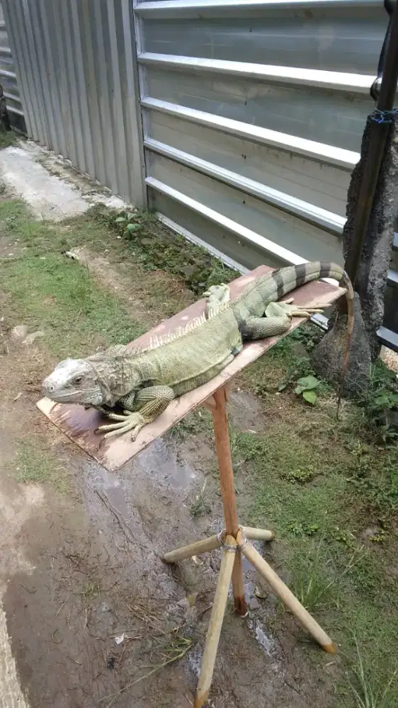 Green iguana columbia