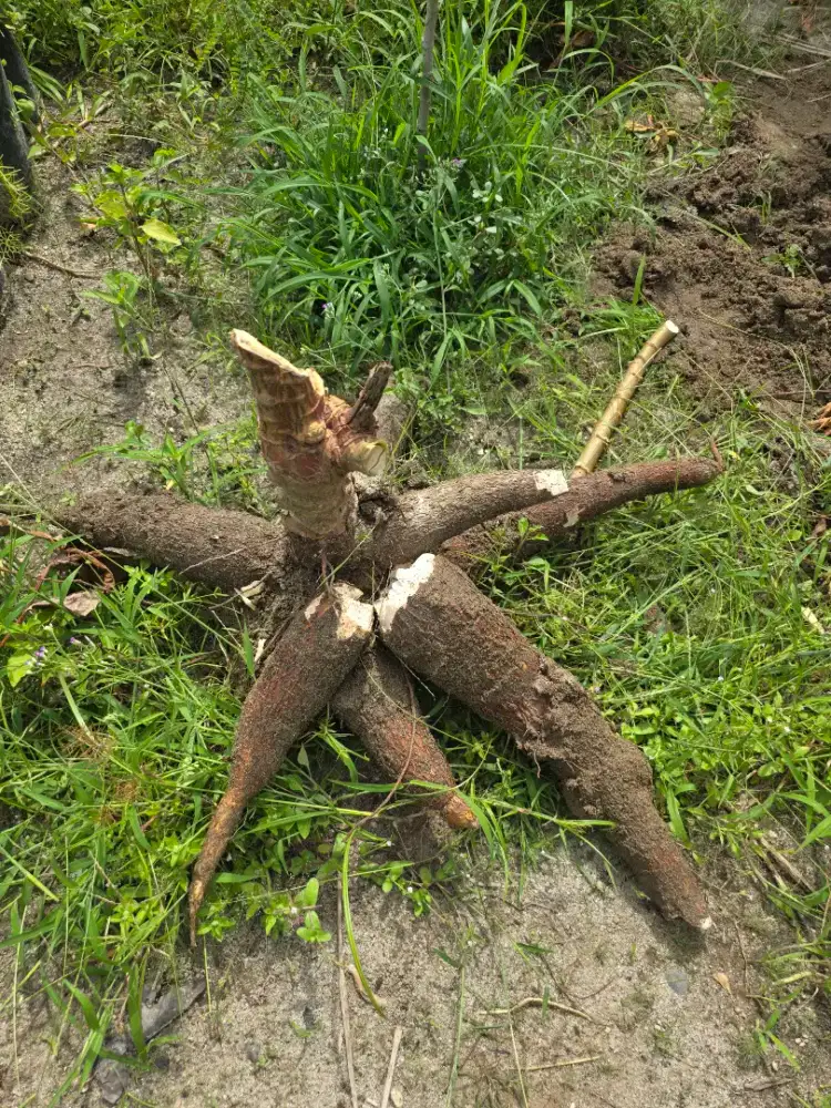 Tenaga Kerja Bagian Kebun