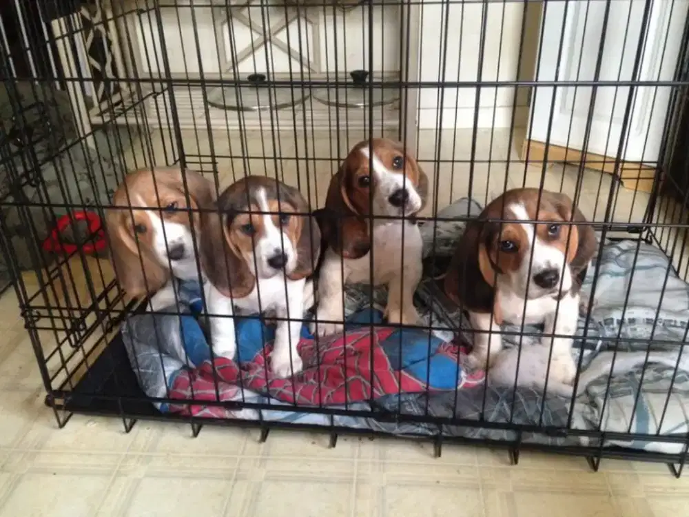JUAL ANJING BEAGLE
