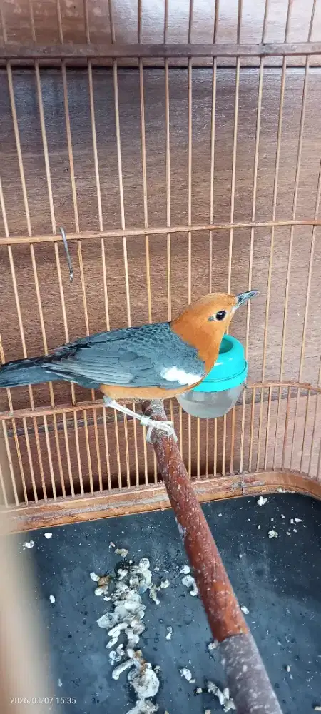 Anis merah ring BLQ, garansi jantan burung sehat dan mulus