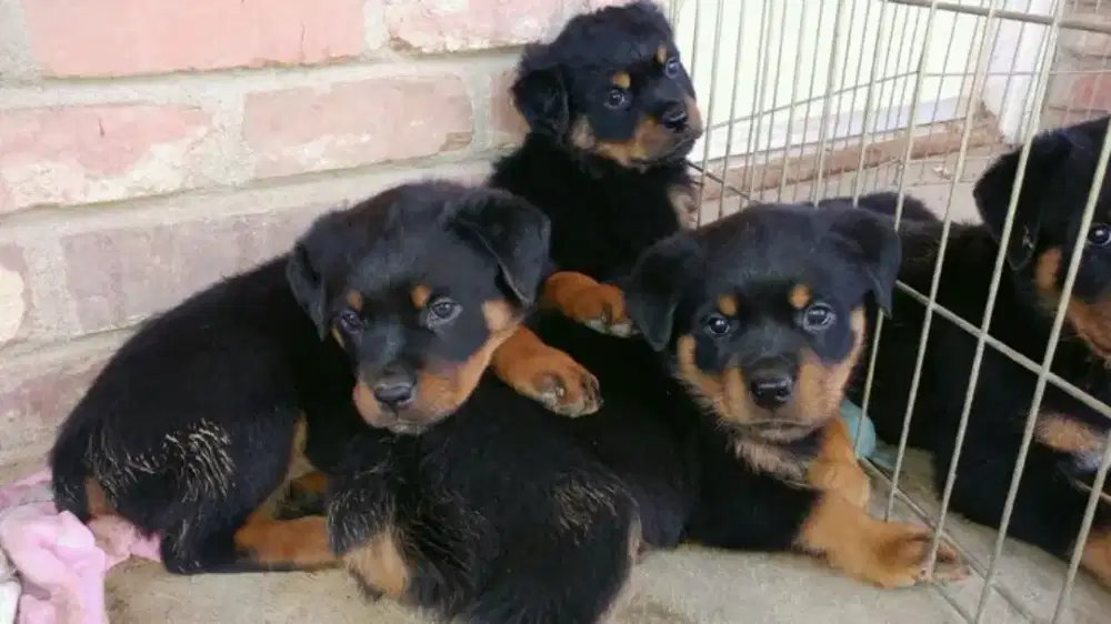 JUAL ANJING ROTTWEILER