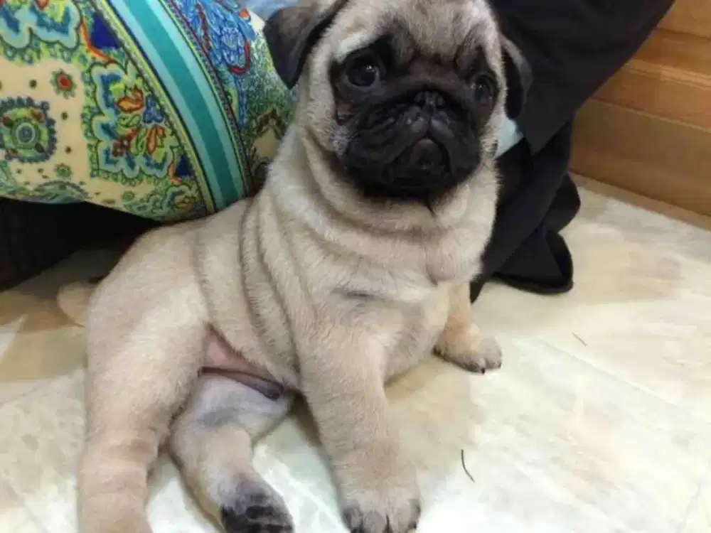 JUAL ANJING PUG