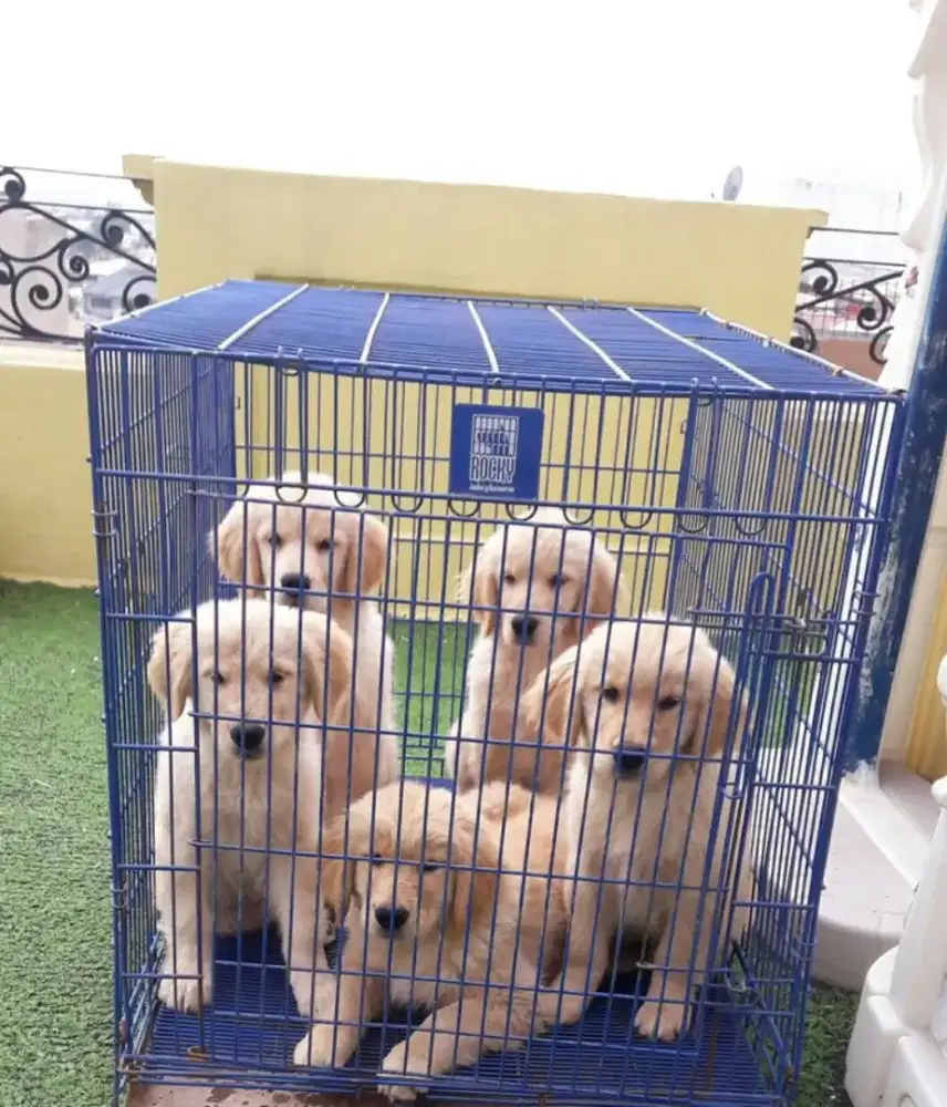 JUAL ANJING GOLDEN RETRIEVER