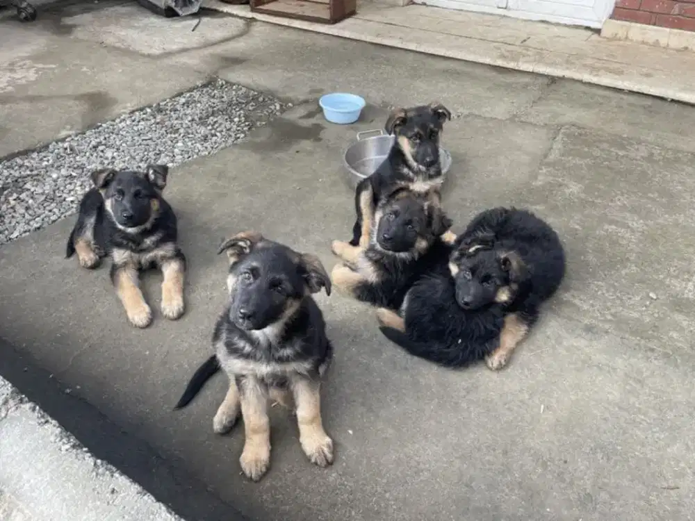 JUAL ANJING GERMAN SHEPHERD