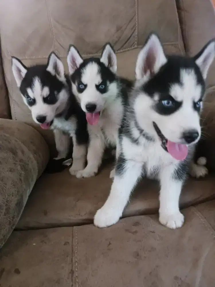 JUAL ANJING SIBERIAN HUSKY