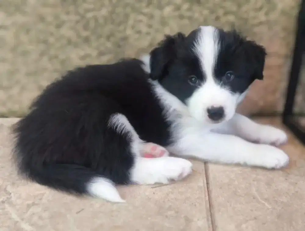 JUAL ANJING BORDER COLLIE