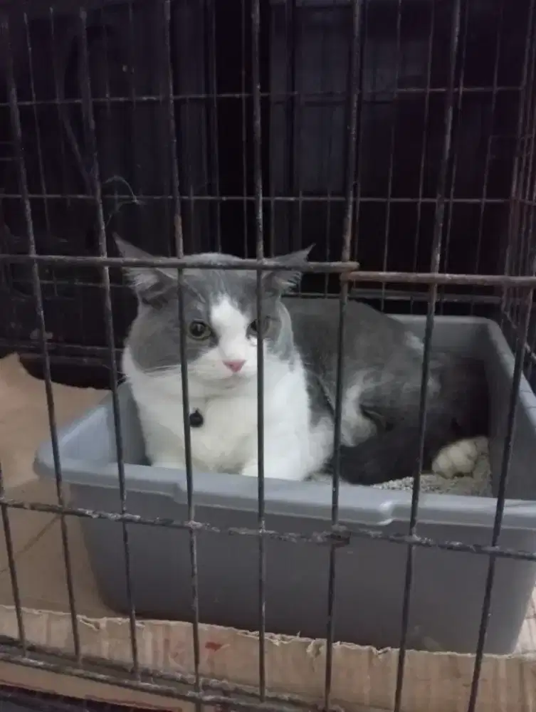 Kucing BSH bicolor jantan