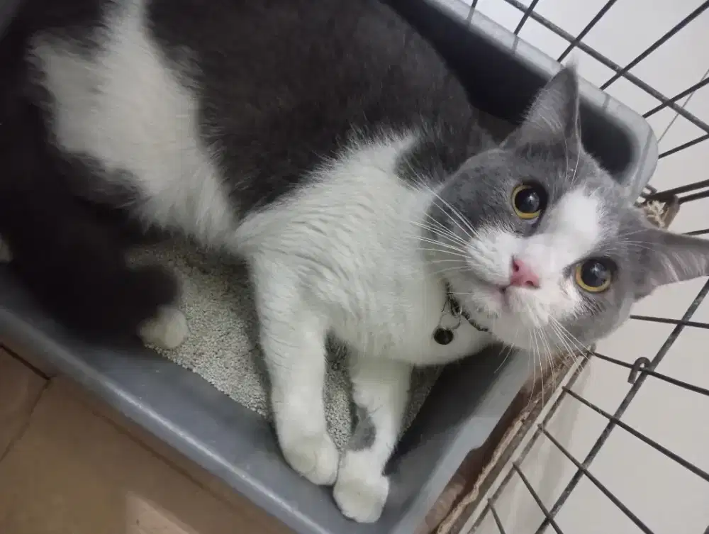 Kucing British Shorthair jantan bicolor