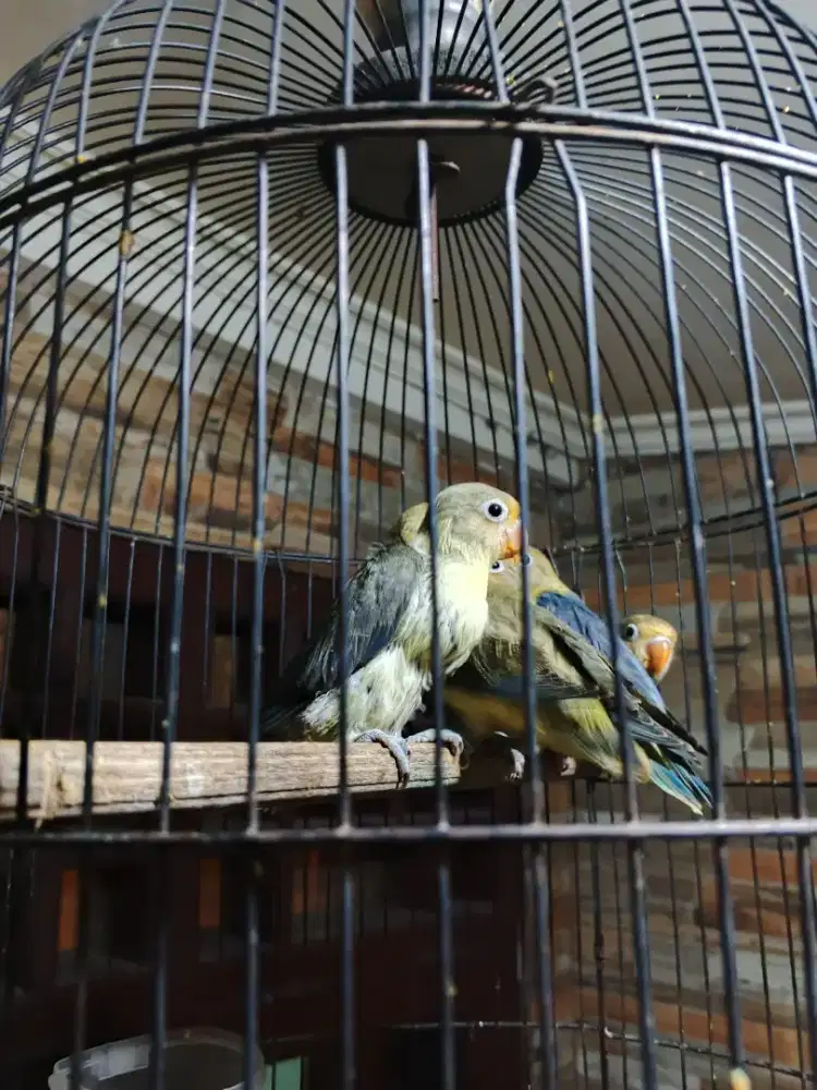 Lovebird paud PB satu masih bantu Loloh