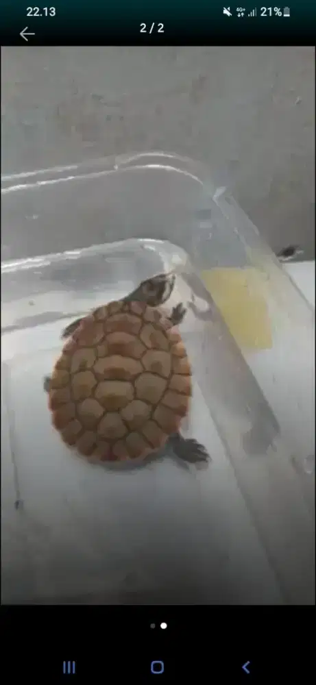 Kura kura damer bukan brazil dada merah