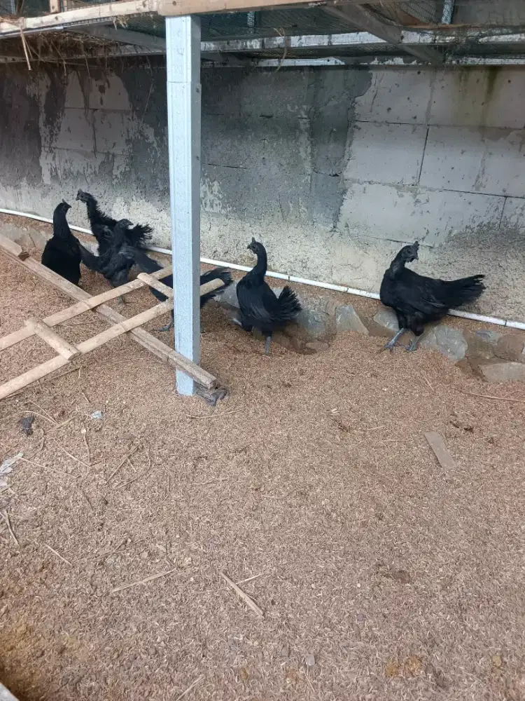 Ayam Cemani indukan