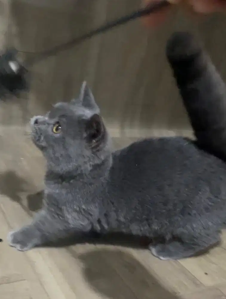 Kucing munckin brittish shorthair