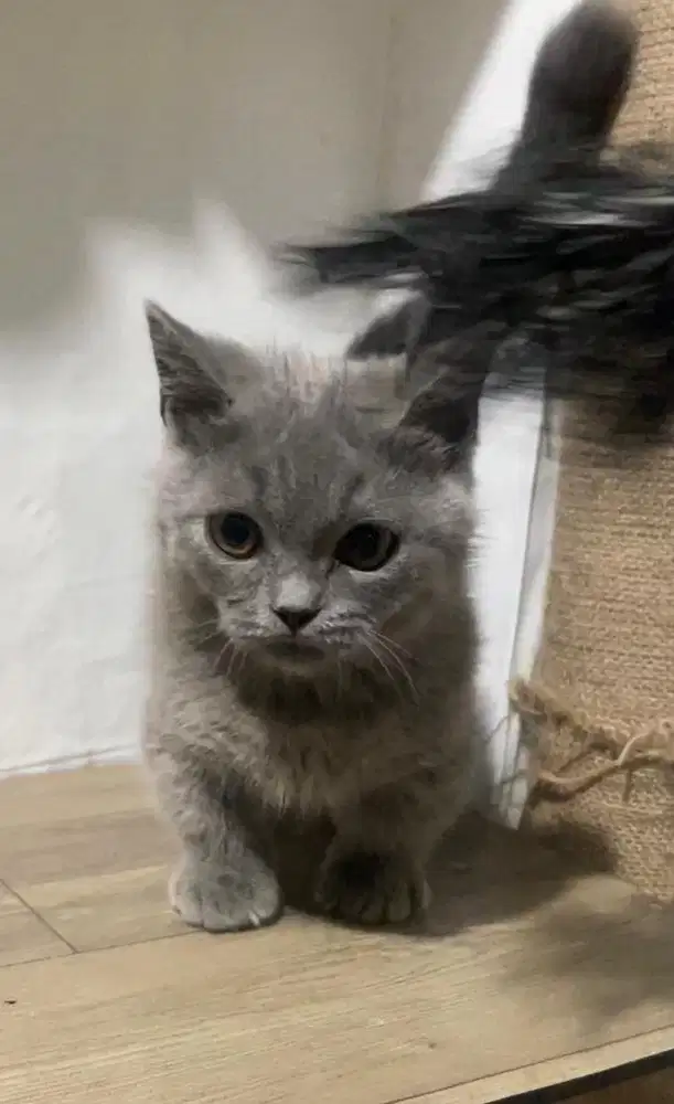 Kucing munckin brittish shorthair