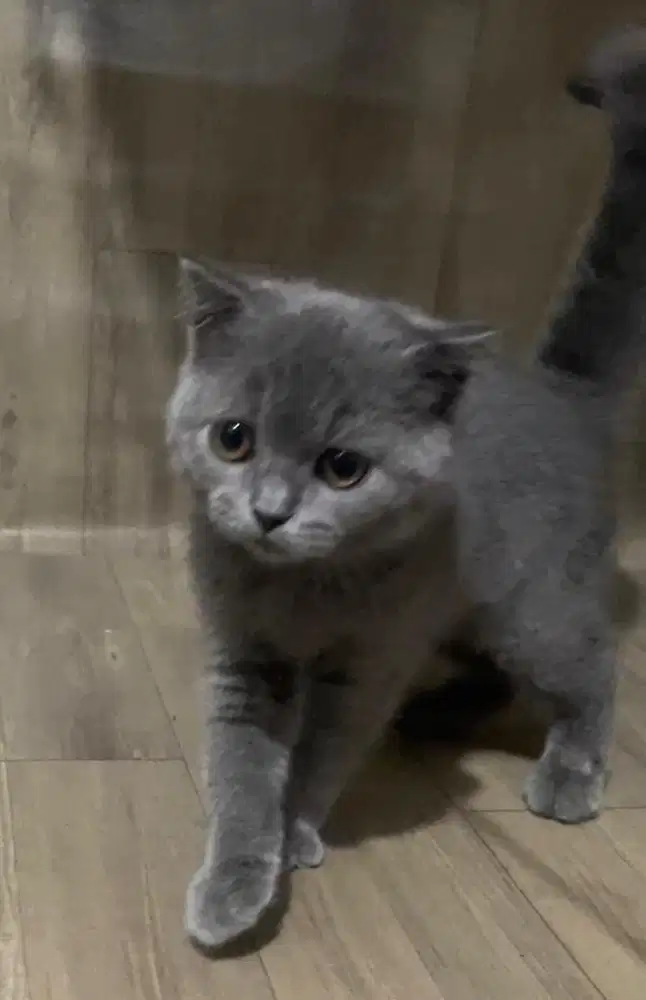 Kucing brittish shorthair