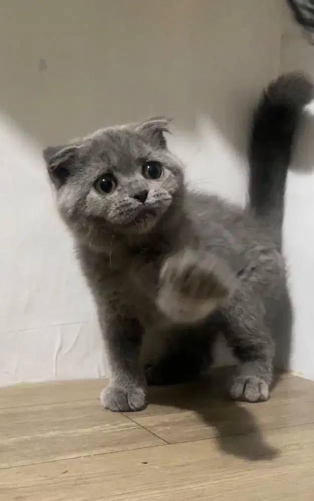 Kucing  brittish shorthair x scottish fold