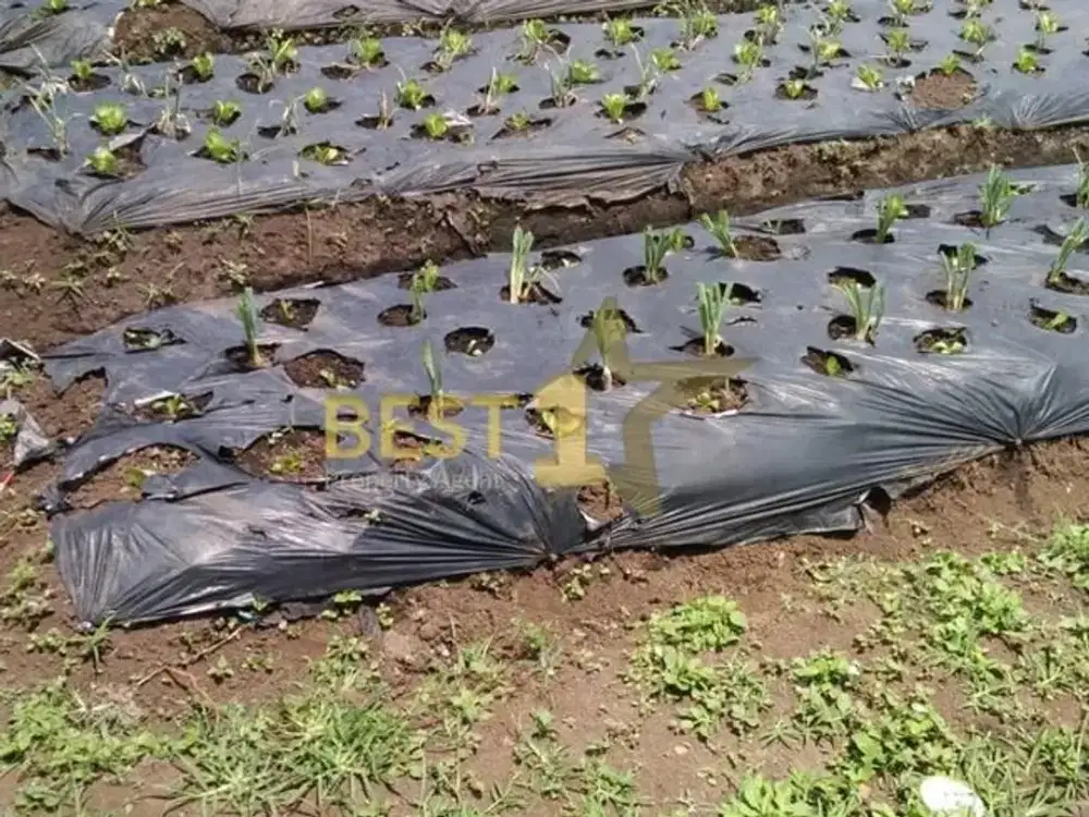 Murah Tanah Perkebunan Di Parongpong