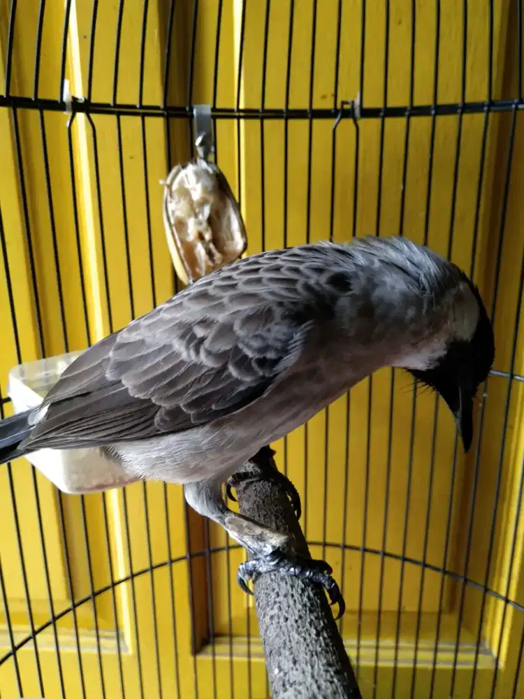 Burung kutilang mapan