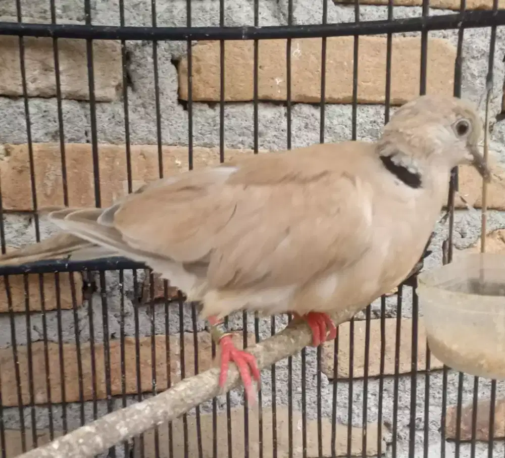 Seekor burung puter pelung betina