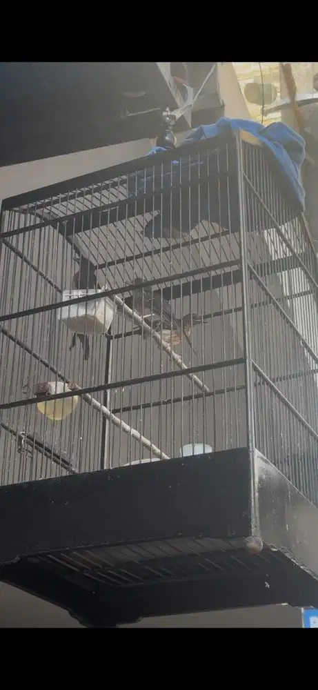 troltol murai betina dua ekor