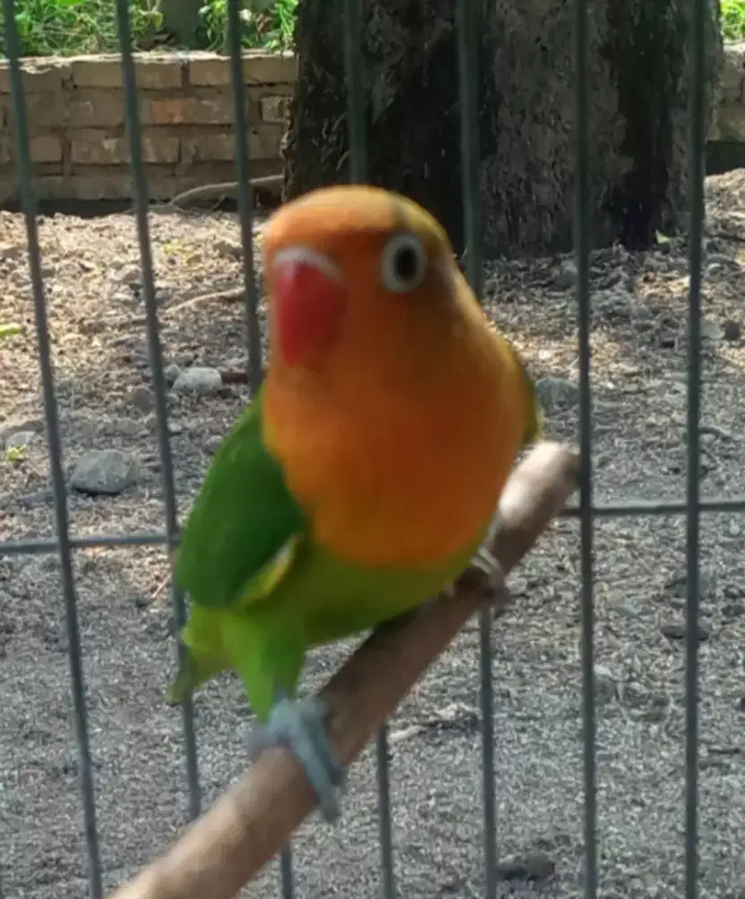 Seekor lovebird green