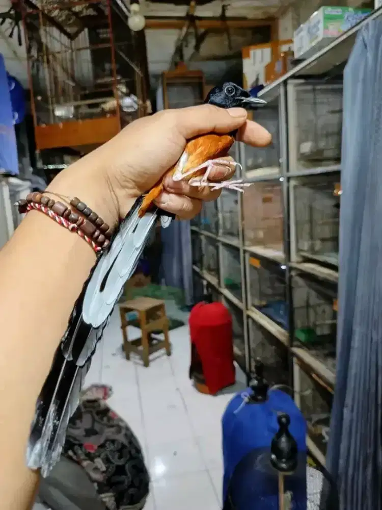 Murai batu pastol ekor 22cm paruh celah mulus