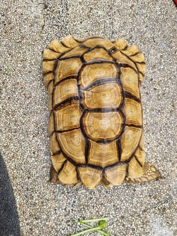 Sulcata Jantan 53cm