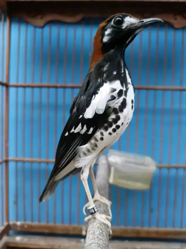 Anis kembang jantan gacor