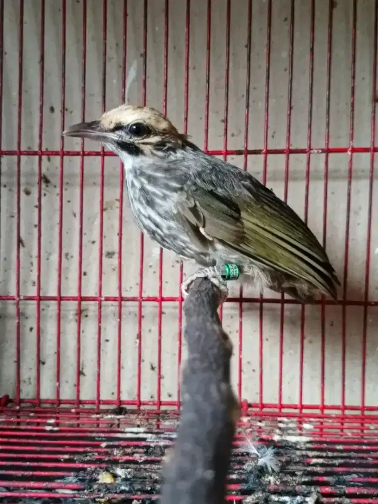 Paud cr cucak rowo jantan garansi