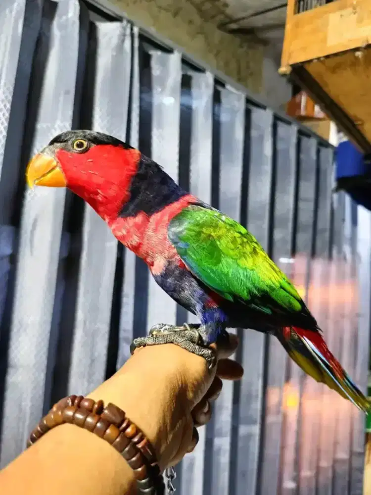 Nurl p4ltem betina jinak