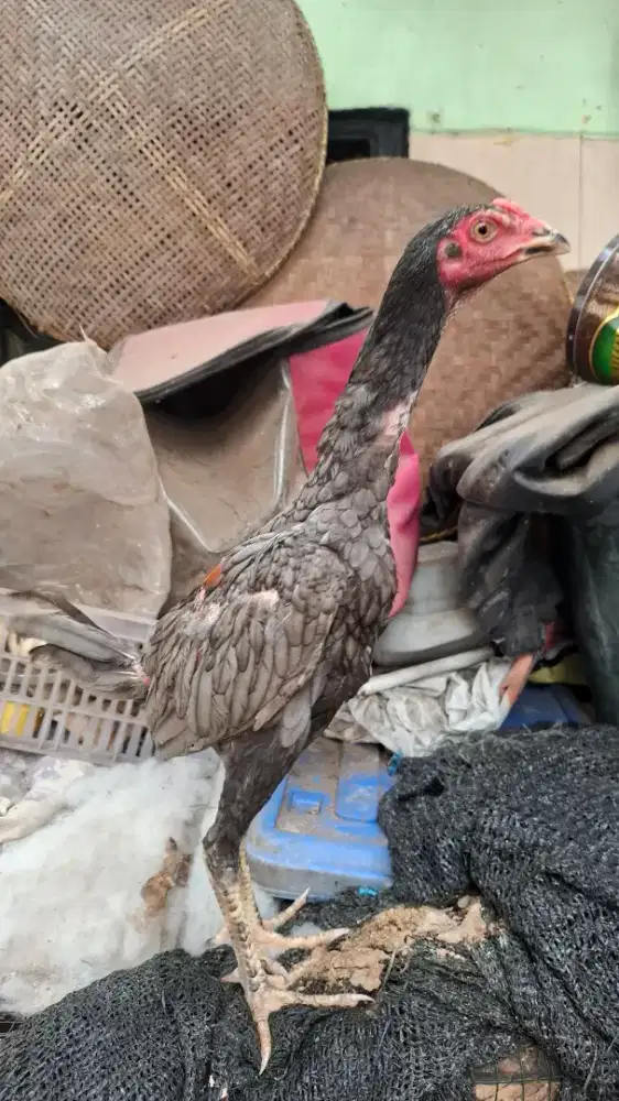 Ayam anakan mangon x bk