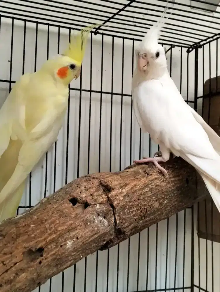 Falk albino mm x lutino mm produksi 2x