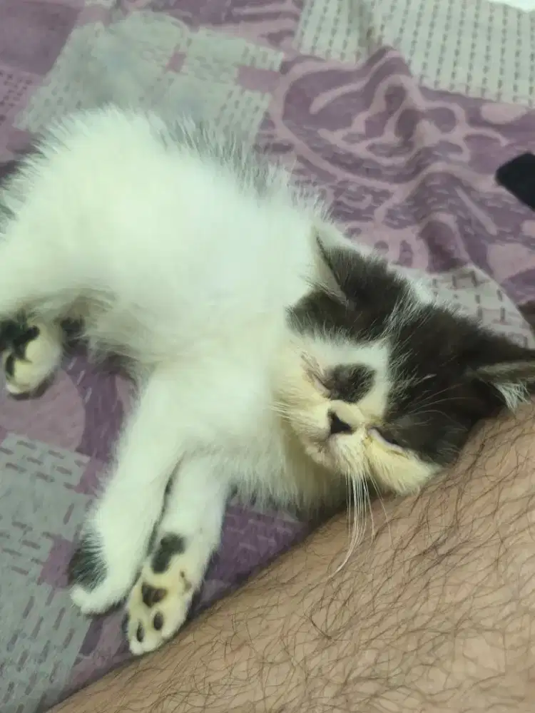 Kucing Exo short hair kitten peaknose