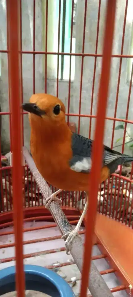 Anis merah lokal sumedang jantan garansi