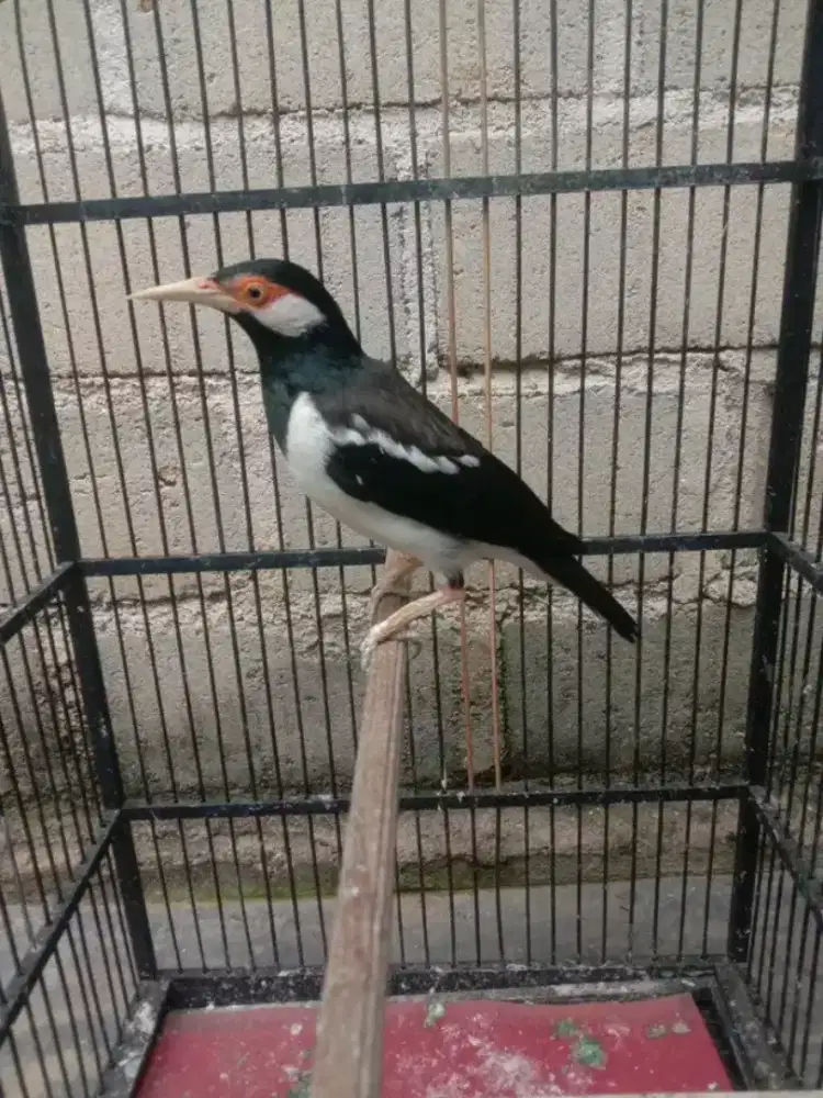 Jalak suren jawa gacor nyatpam