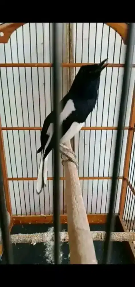 Kacer mulus gacor buka ekor