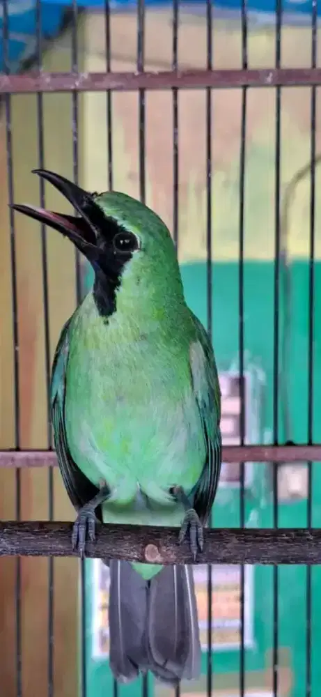 Superbig mulus lokal banyuwangi