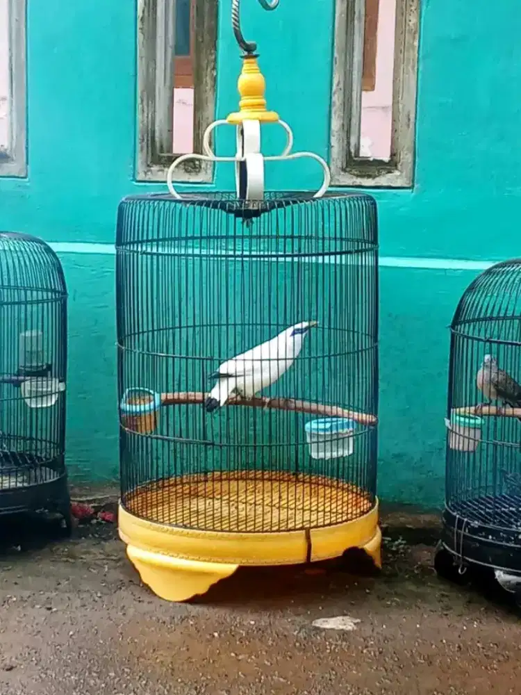 JB jantan gacor+sertifikat