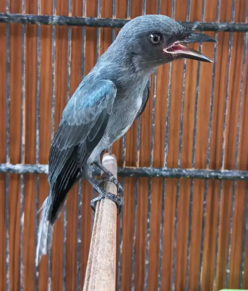 Srigunting abu mata putih pastol mulus