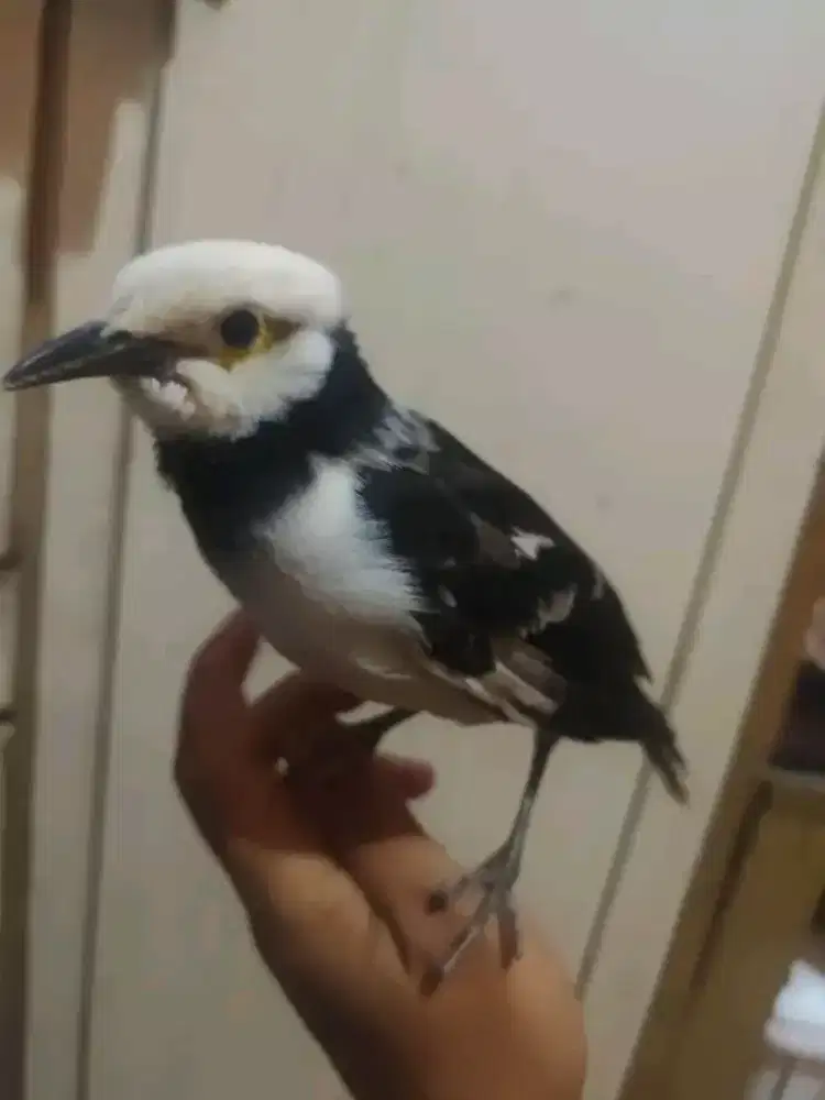 Jalak hongkong gacor jinak