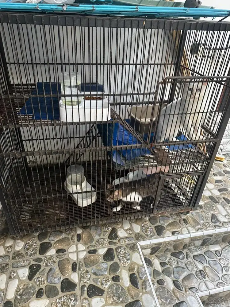 Galeri barang antik piring peti dll